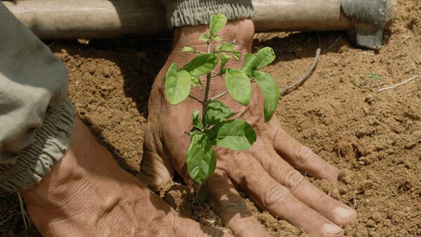 reforestation et voyages d'affaires durables