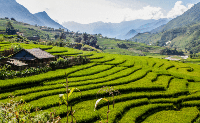séminaire à Sapa - Rizières en terrasse