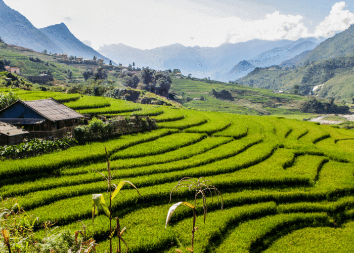 séminaire à Sapa - Rizières en terrasse